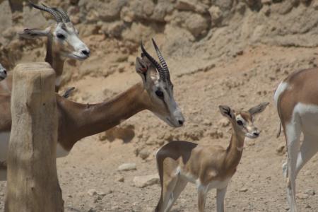 Conservando la fauna Sahelo-Sahariana